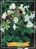 Incarvillea 'Snowtop' - Goedkope tuinplanten