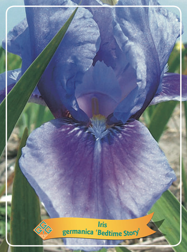 Iris Germanica 'Bedtime Story' - Goedkope tuinplanten