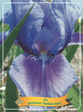 Iris Germanica 'Bedtime Story' - Goedkope tuinplanten