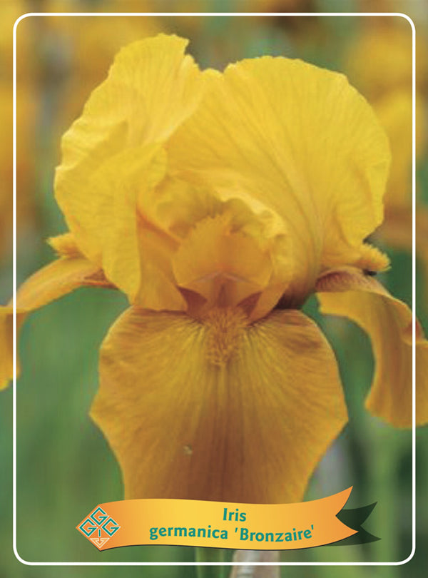 Iris Germanica 'Bronzaire'
