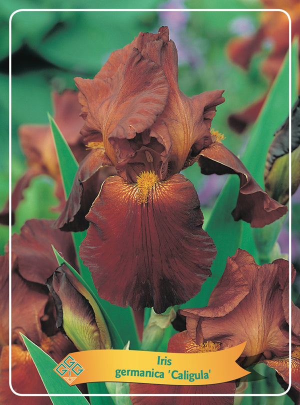 Iris Germanica 'Caligula'