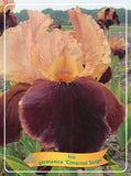 Iris Germanica 'Cimarron Strips'