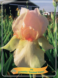 Iris Germanica 'Constant Wattez'