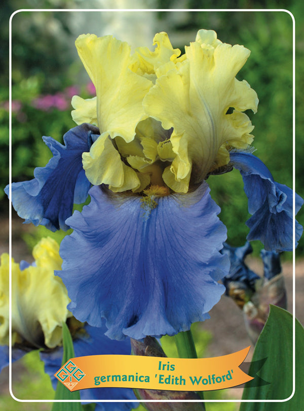 Iris Germanica 'Edith Wolford'