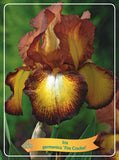 Iris Germanica 'Fire Cracker'