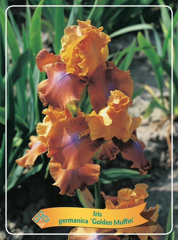 Iris Germanica 'Golden Muffin'