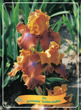 Iris Germanica 'Golden Muffin'