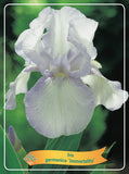Iris Germanica 'Immortality'
