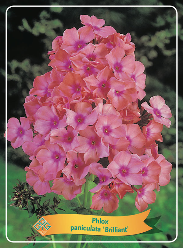 Phlox Paniculata 'Brilliant' - Goedkope tuinplanten