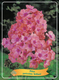 Phlox Paniculata 'Brilliant' - Goedkope tuinplanten