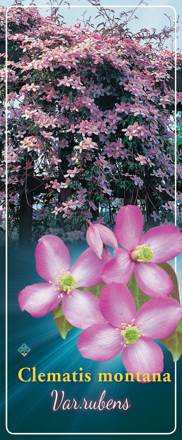 Clematis Montana 'Van Rubens'