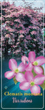 Clematis Montana 'Van Rubens'