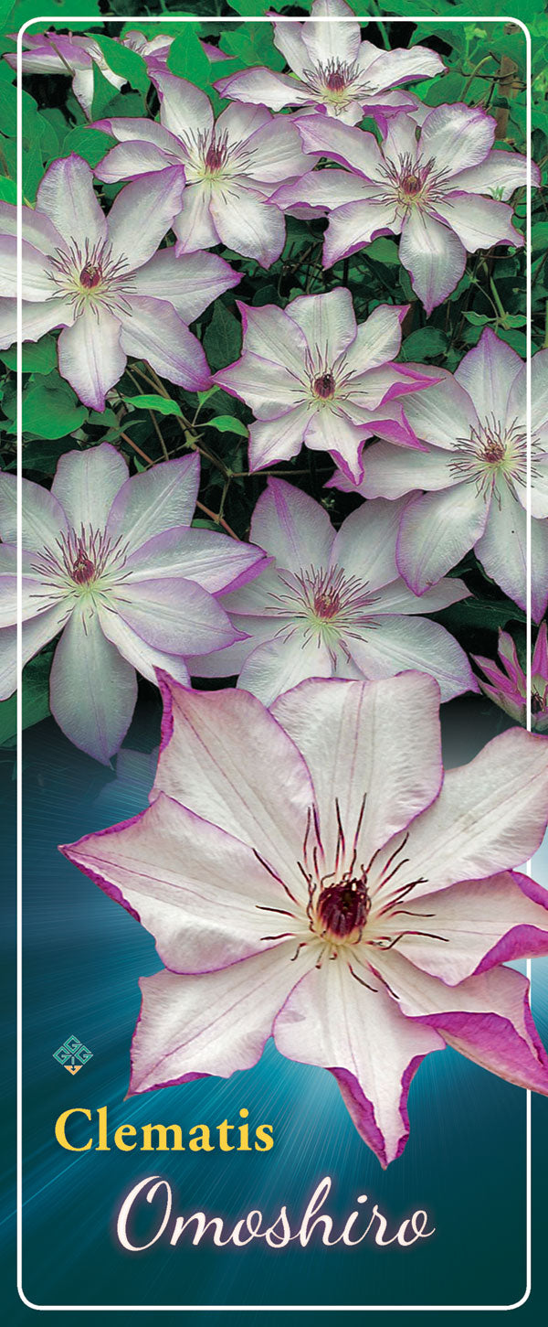 Clematis 'Omoshiro'