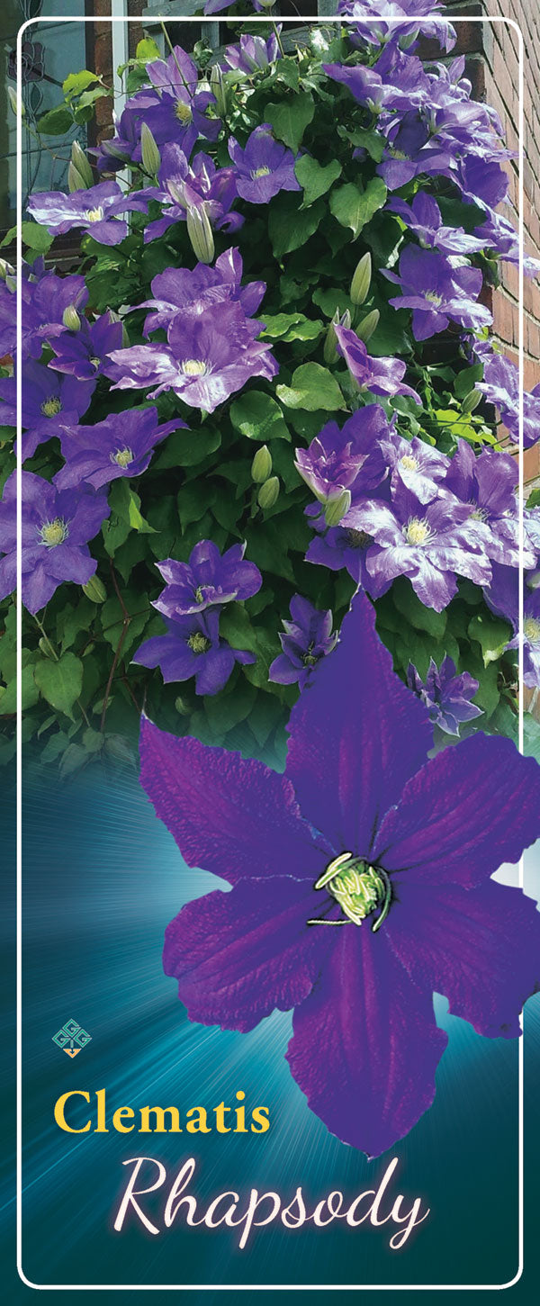 Clematis 'Rhapsody'