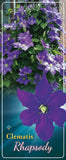 Clematis 'Rhapsody'