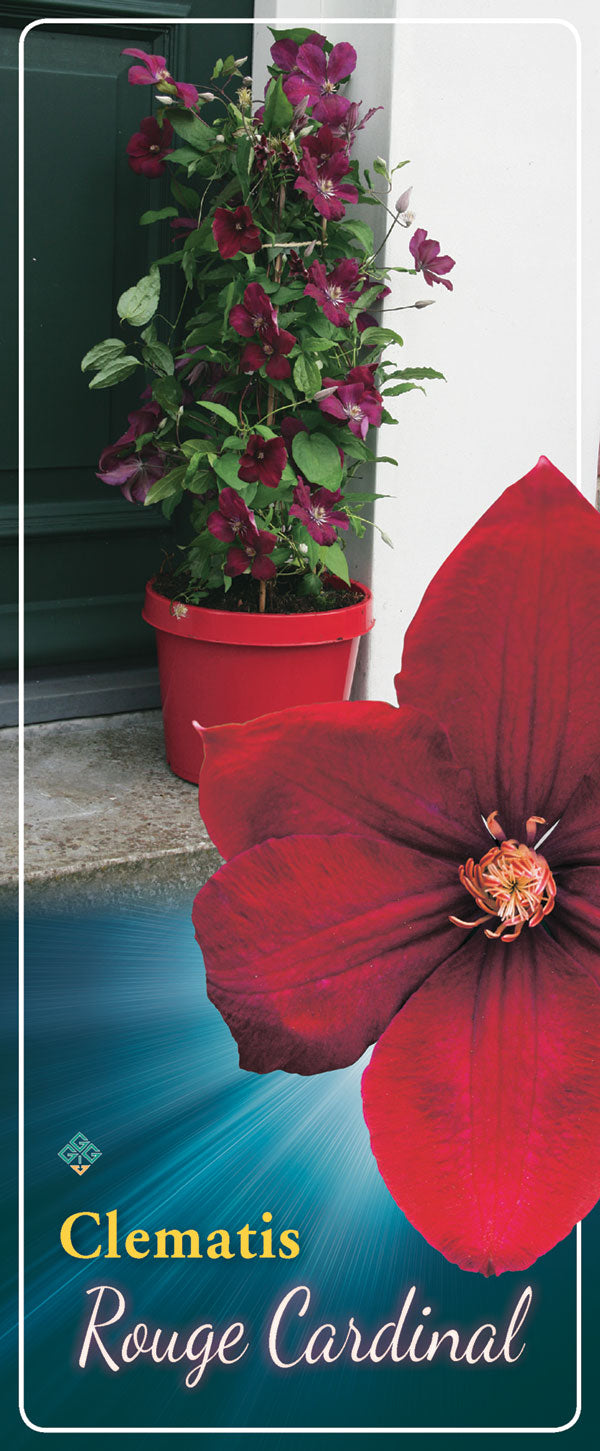 Clematis 'Rouge Cardinal '