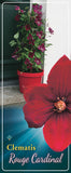 Clematis 'Rouge Cardinal '