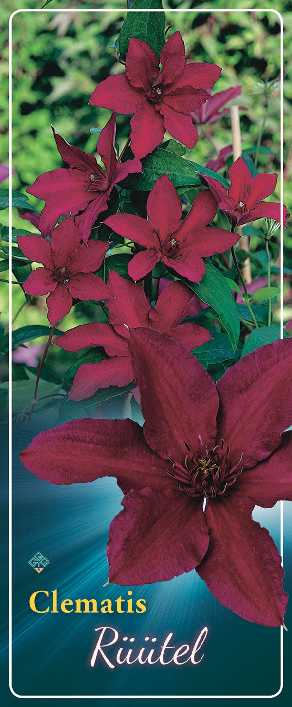 Clematis 'Rüüttel'