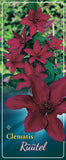 Clematis 'Rüüttel'