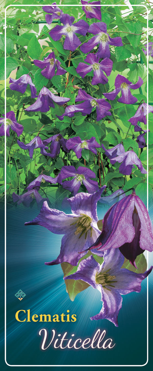 Clematis 'Viticella'