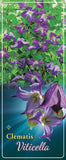 Clematis 'Viticella'