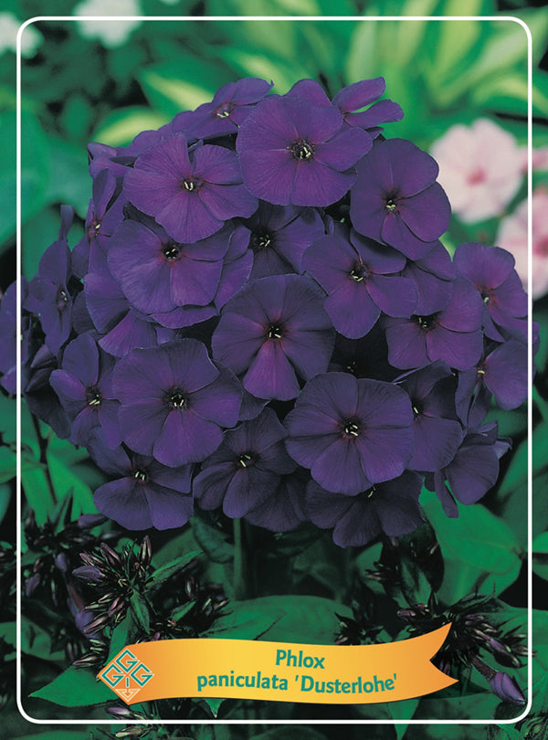 Phlox Paniculata 'Dusterlohe' - Goedkope tuinplanten