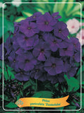 Phlox Paniculata 'Dusterlohe' - Goedkope tuinplanten