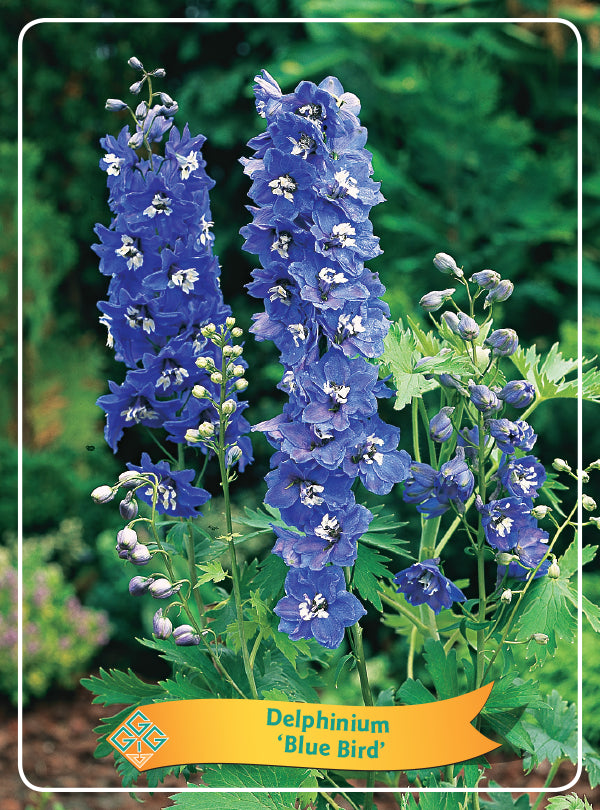 Delphinium 'Blue Bird'