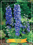Delphinium 'Blue Bird'