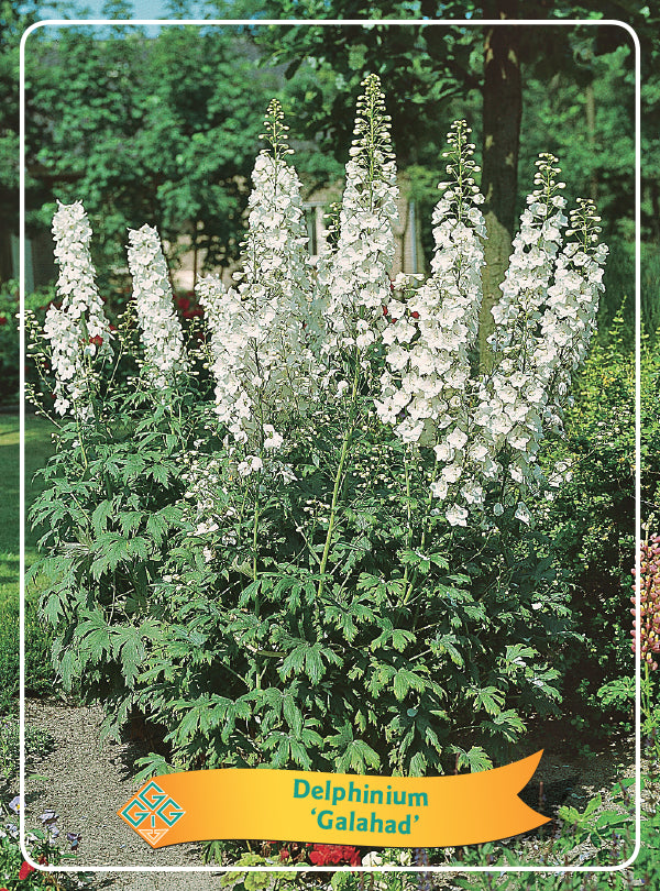 Delphinium 'Galahad'