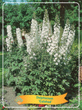 Delphinium 'Galahad'