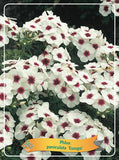 Phlox Paniculata 'Europa' - Goedkope tuinplanten