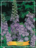 Delphinium 'Lavender'