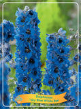 Delphinium 'Sky Blue White Bee'