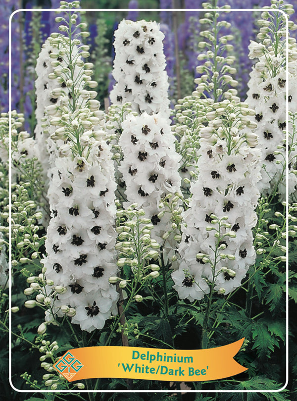 Delphinium 'White Dark Bee'