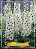 Delphinium 'White Dark Bee'