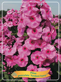 Phlox Paniculata 'Fondant Fancy' - Goedkope tuinplanten