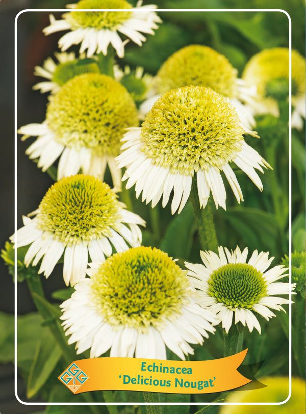 Echinacea 'Delicious Nougat'