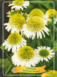 Echinacea 'Delicious Nougat'