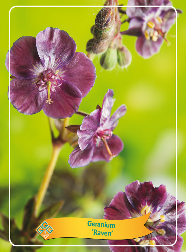 Geranium 'Raven'
