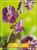Geranium 'Raven'