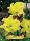Hemerocallis 'Double River Wye'