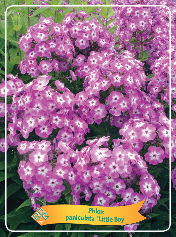 Phlox Paniculata 'Little Boy' - Goedkope tuinplanten
