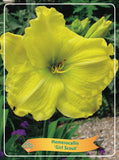 Hemerocallis 'Girl Scout'