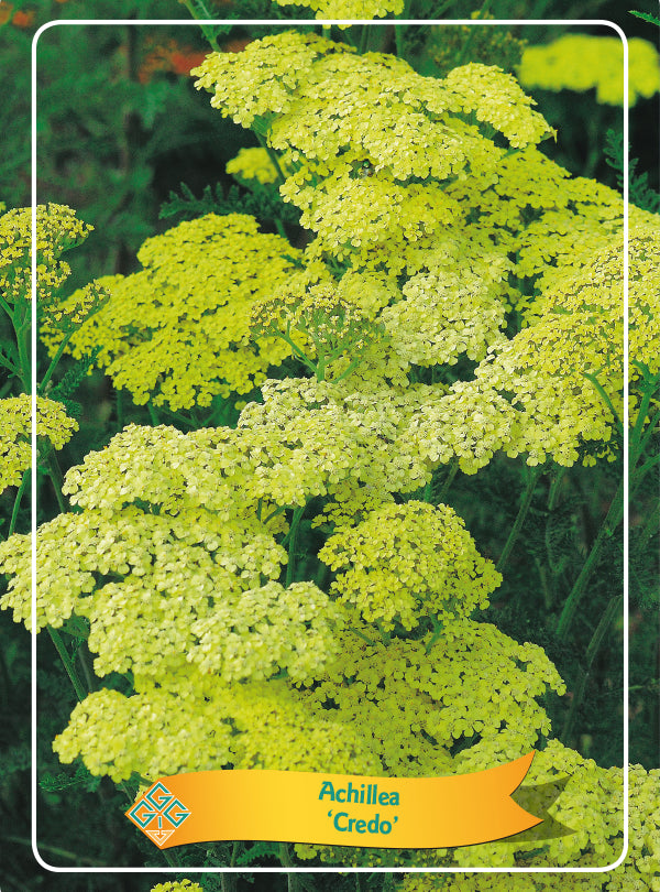 Achillea 'Credo' - Goedkopetuinplanten.nl