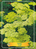 Achillea 'Credo' - Goedkopetuinplanten.nl