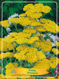 Achillea 'Moonshine' - Goedkopetuinplanten.nl