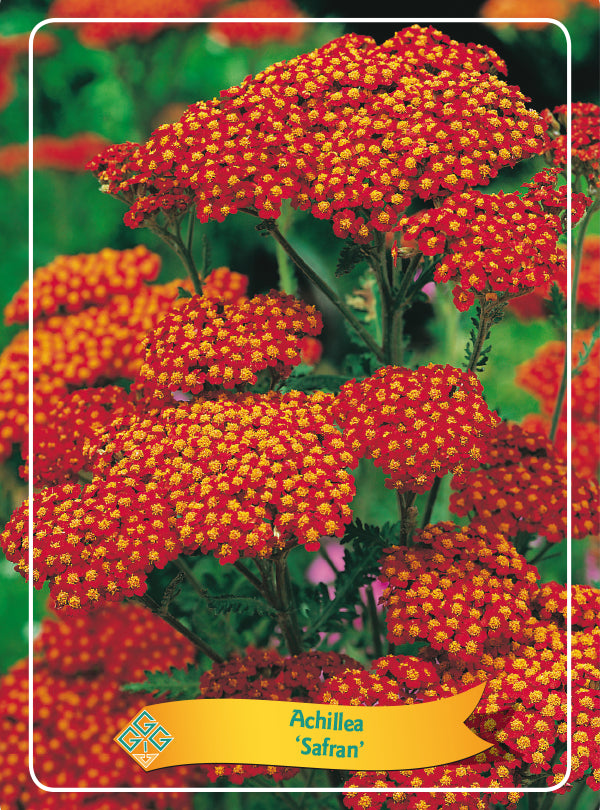 Achillea 'Safran' - Goedkopetuinplanten.nl