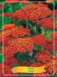 Achillea 'Safran' - Goedkopetuinplanten.nl