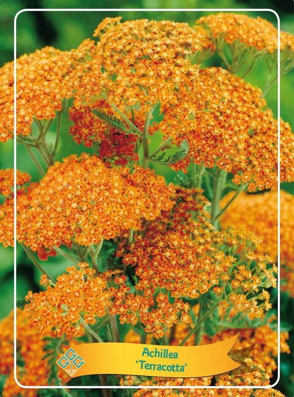 Achillea 'Terracotta' - Goedkopetuinplanten.nl